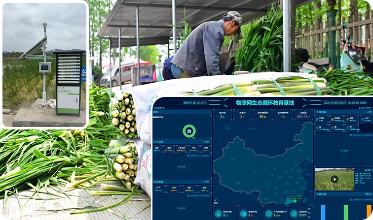 农业数字管理软件真实案例广东普宁茭白智慧种植