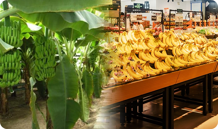 农业数字管理软件真实案例广东东莞伟尧香蕉