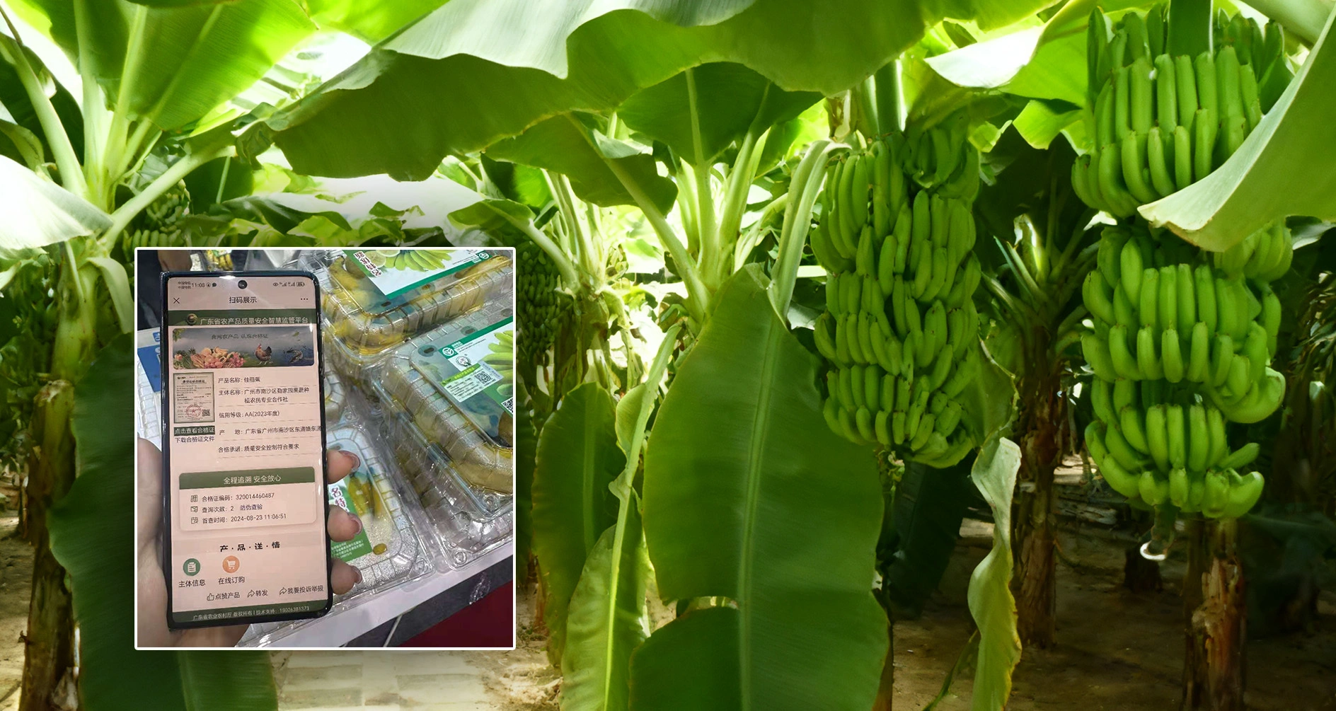 农业管理平台的食品安全追溯功能